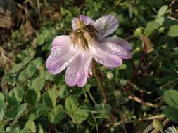 Sivun Astragalus sinicus L. kuva