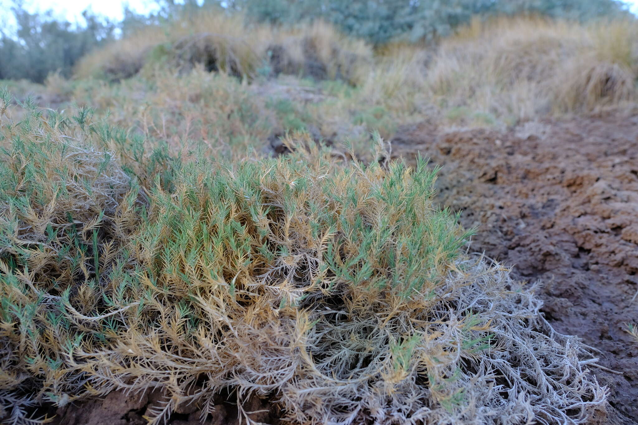 Image of Odyssea paucinervis (Nees) Stapf