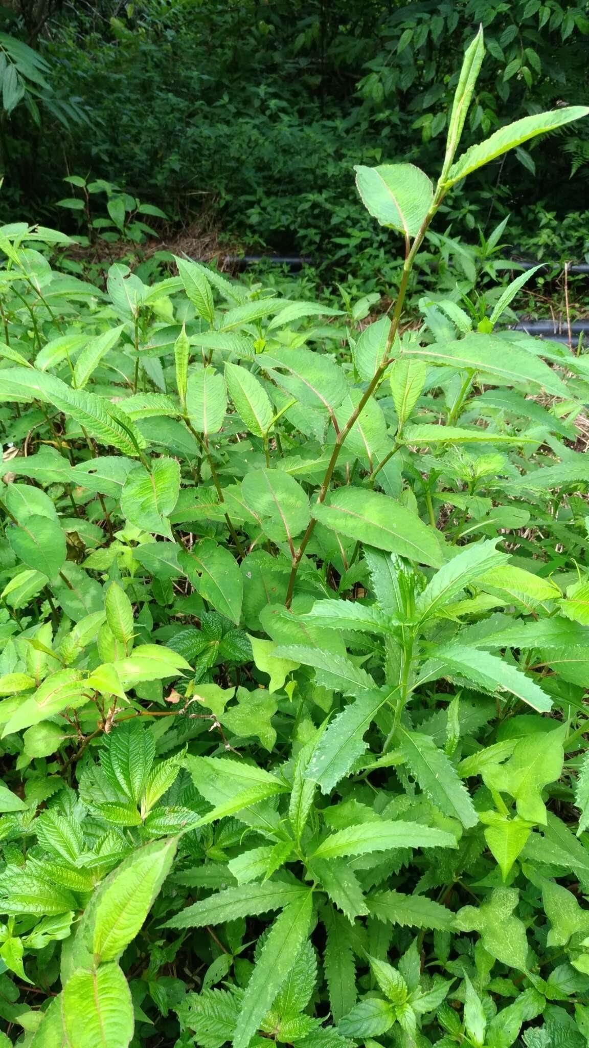 Sivun Persicaria chinensis (L.) Nakai kuva