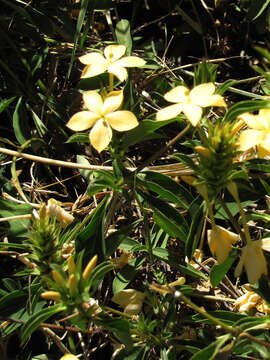 Image of Barleria eranthemoides R. Br. ex C. B. Cl.