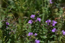 Imagem de Satureja subspicata Bartl. ex Vis.