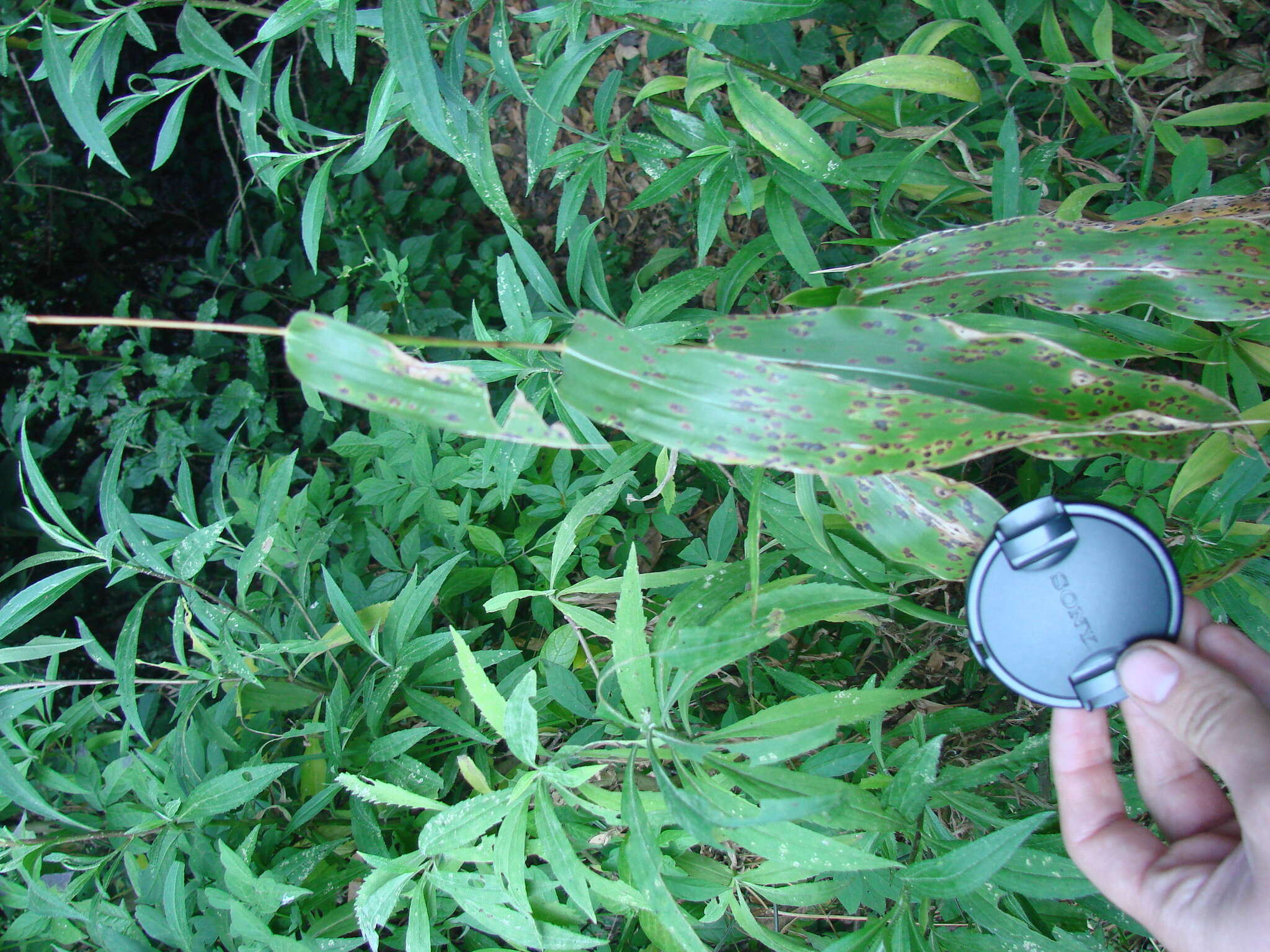 Image of diploperennial teosinte