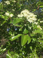 Plancia ëd Viburnum rufidulum Rafin.