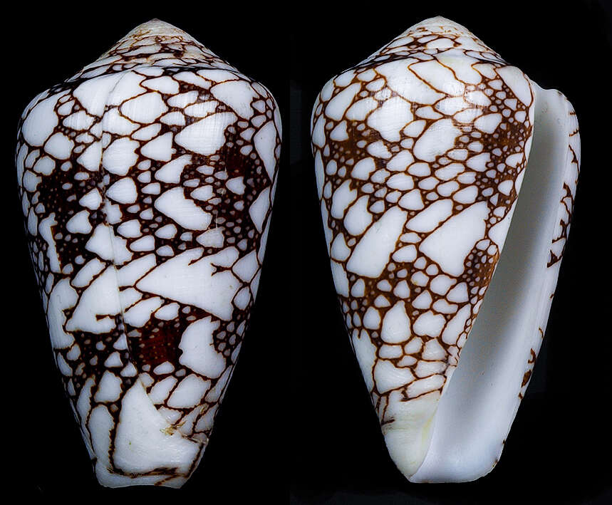 Image of Conus bratcherae (Petuch & Berschauer 2019)