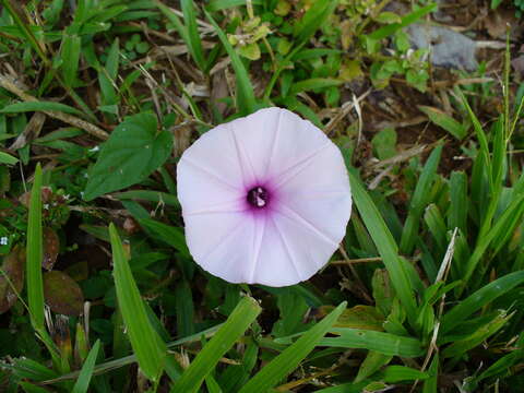 Image of Ipomoea involucrata Beauv.