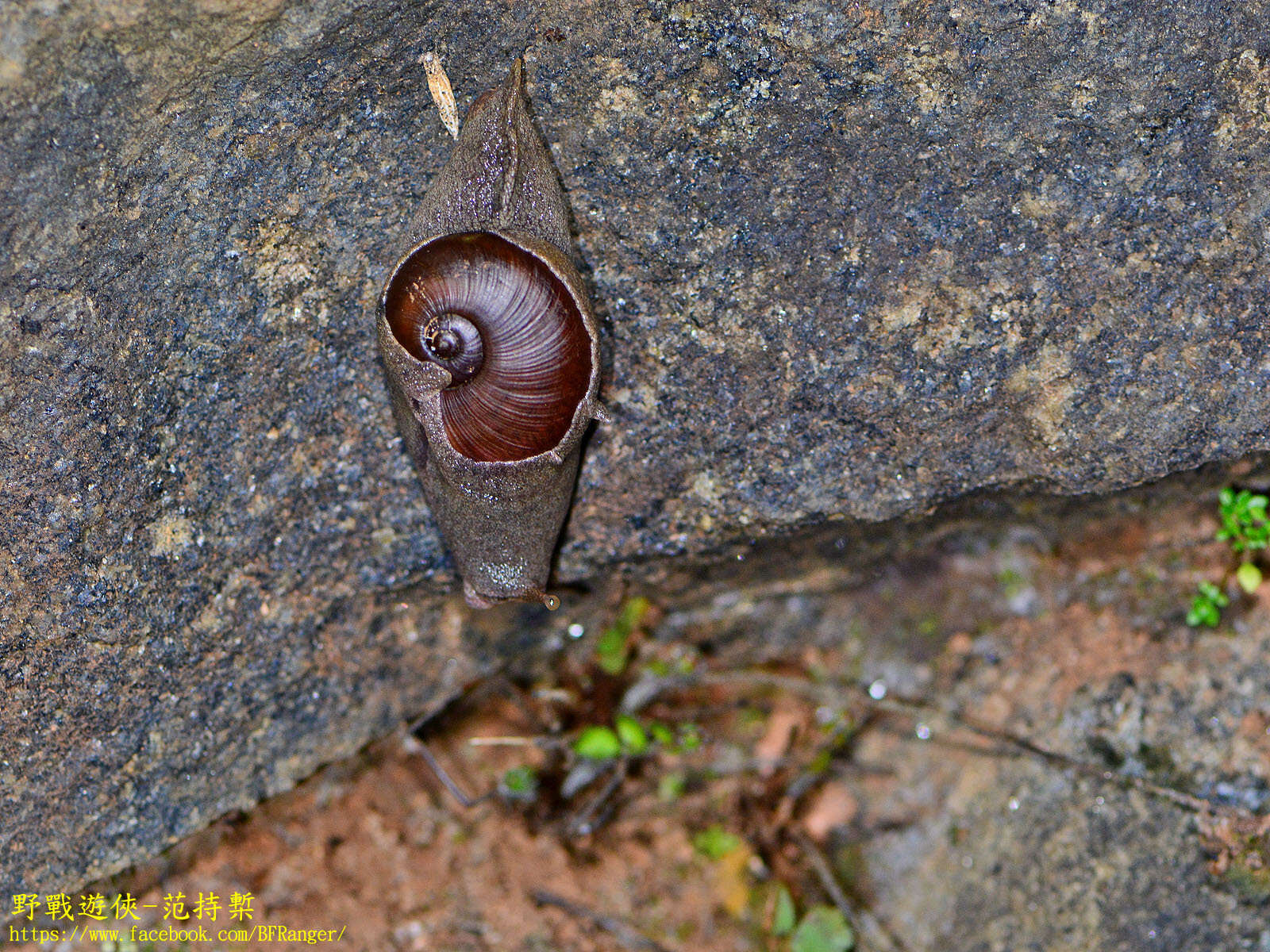 Imagem de Ratnadvipia irradians (L. Pfeiffer 1853)