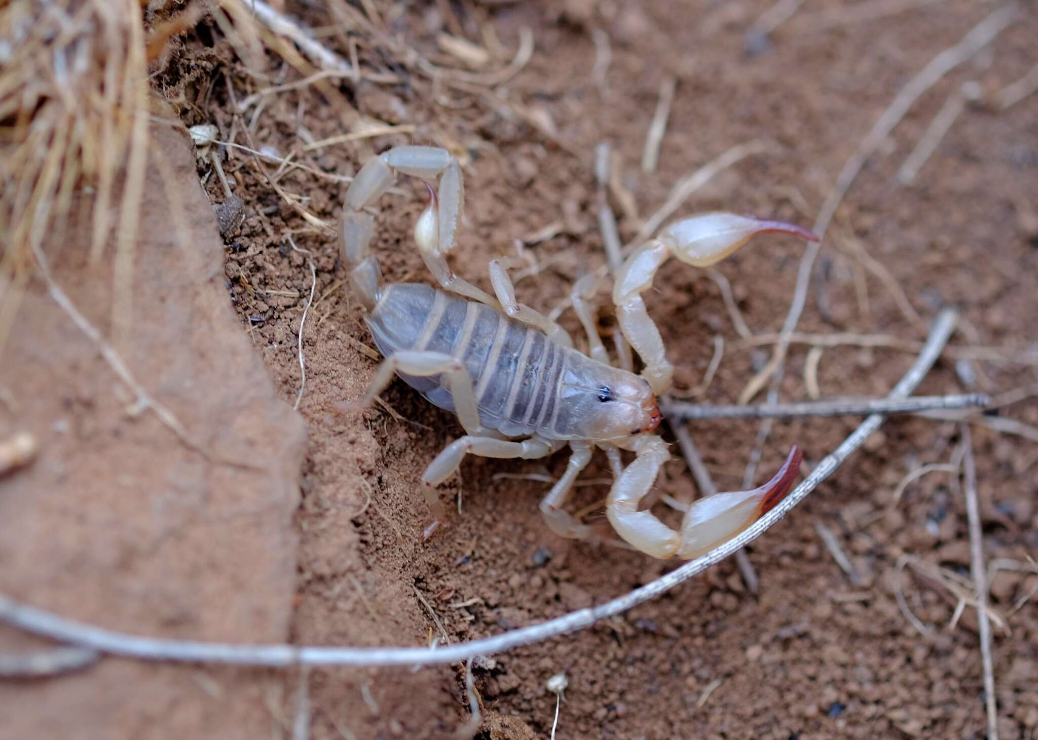 Urodacus elongatus L. E. Koch 1977 resmi