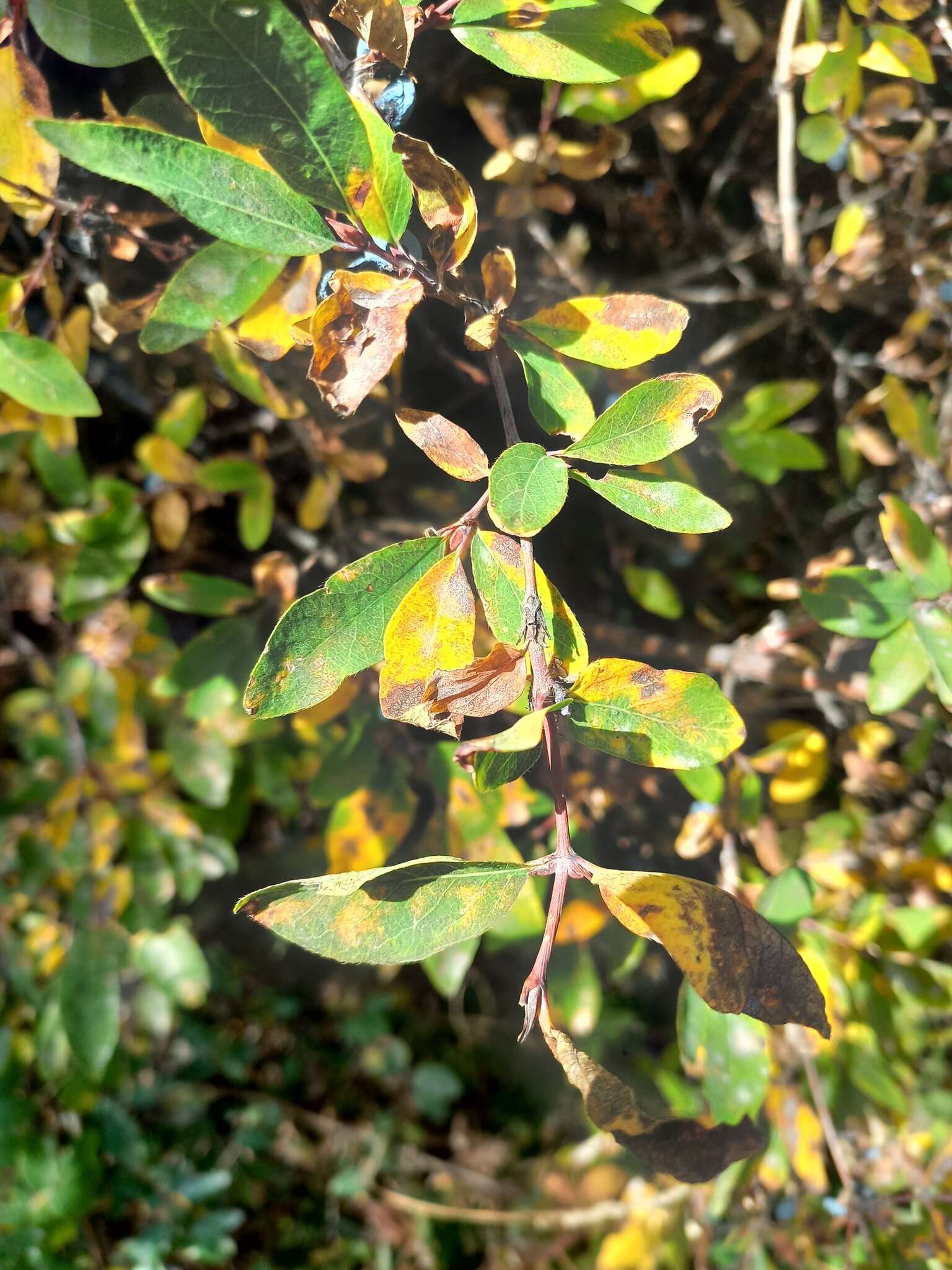 Image of Lonicera caerulea subsp. stenantha (Pojark.) Hultén ex A. K. Skvortsov