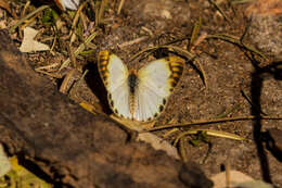 Слика од Colotis pallene (Hopffer 1855)