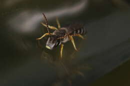 Image of Halictus simplex Blüthgen 1923