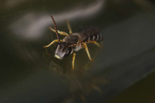 Image of Halictus simplex Blüthgen 1923