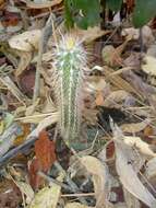 Image of Pilosocereus lanuginosus (L.) Byles & G. D. Rowley