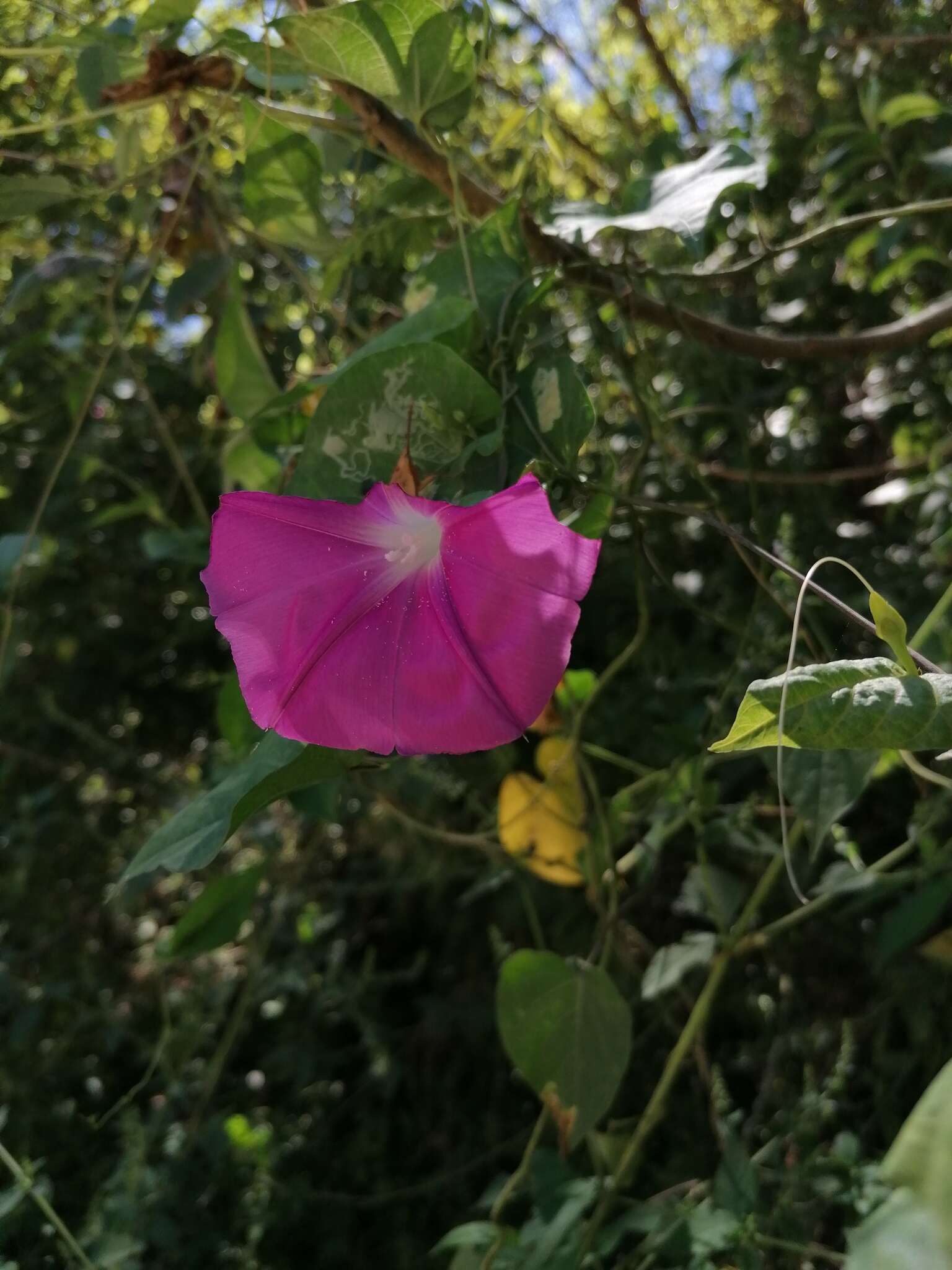 Image of Ipomoea dumosa (Benth.) L. O. Wms.