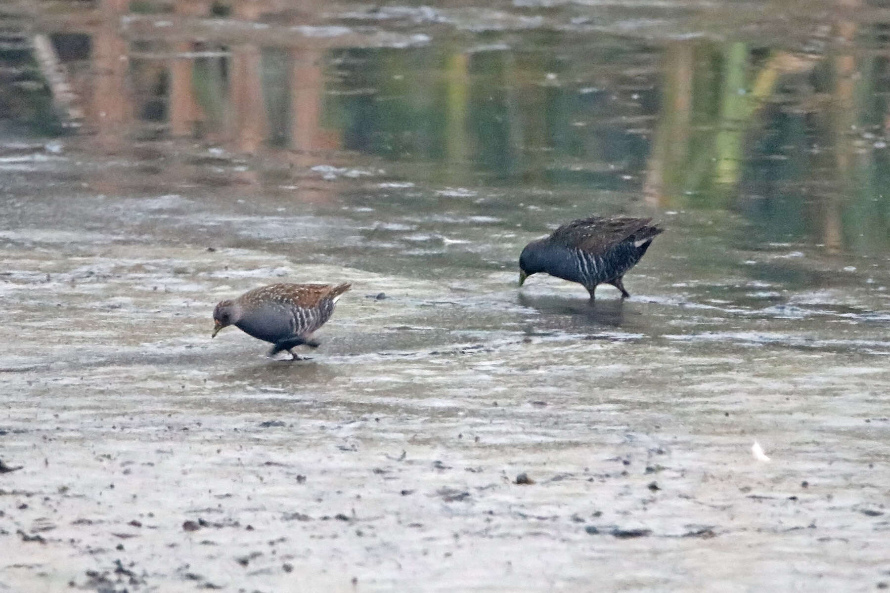 Image of Australian Crake