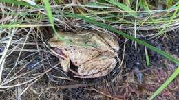 Image of Ezo Brown Frog