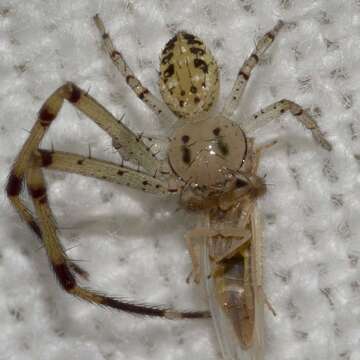 Image of Swift Crab Spider