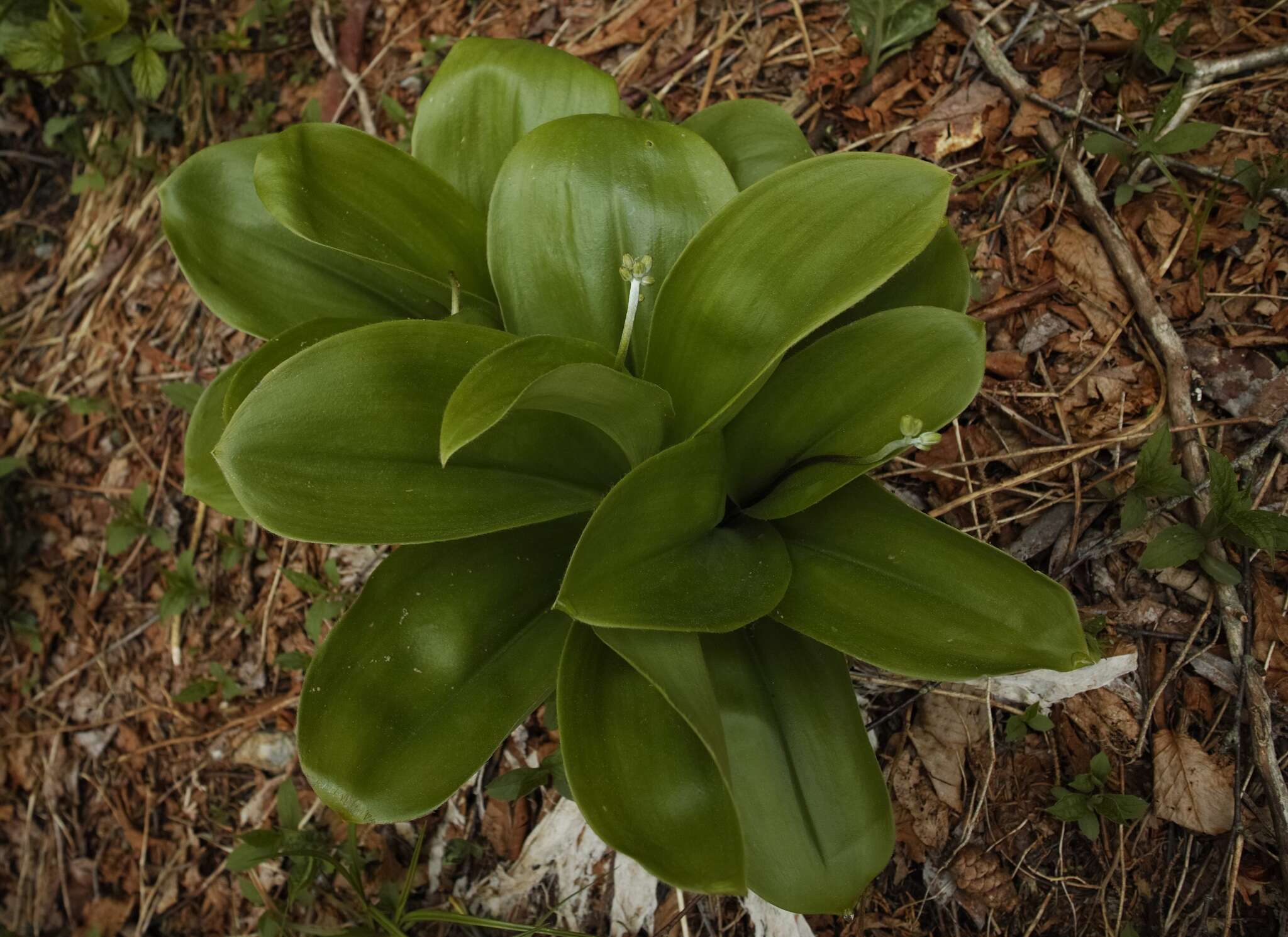 Слика од Clintonia borealis (Aiton) Raf.