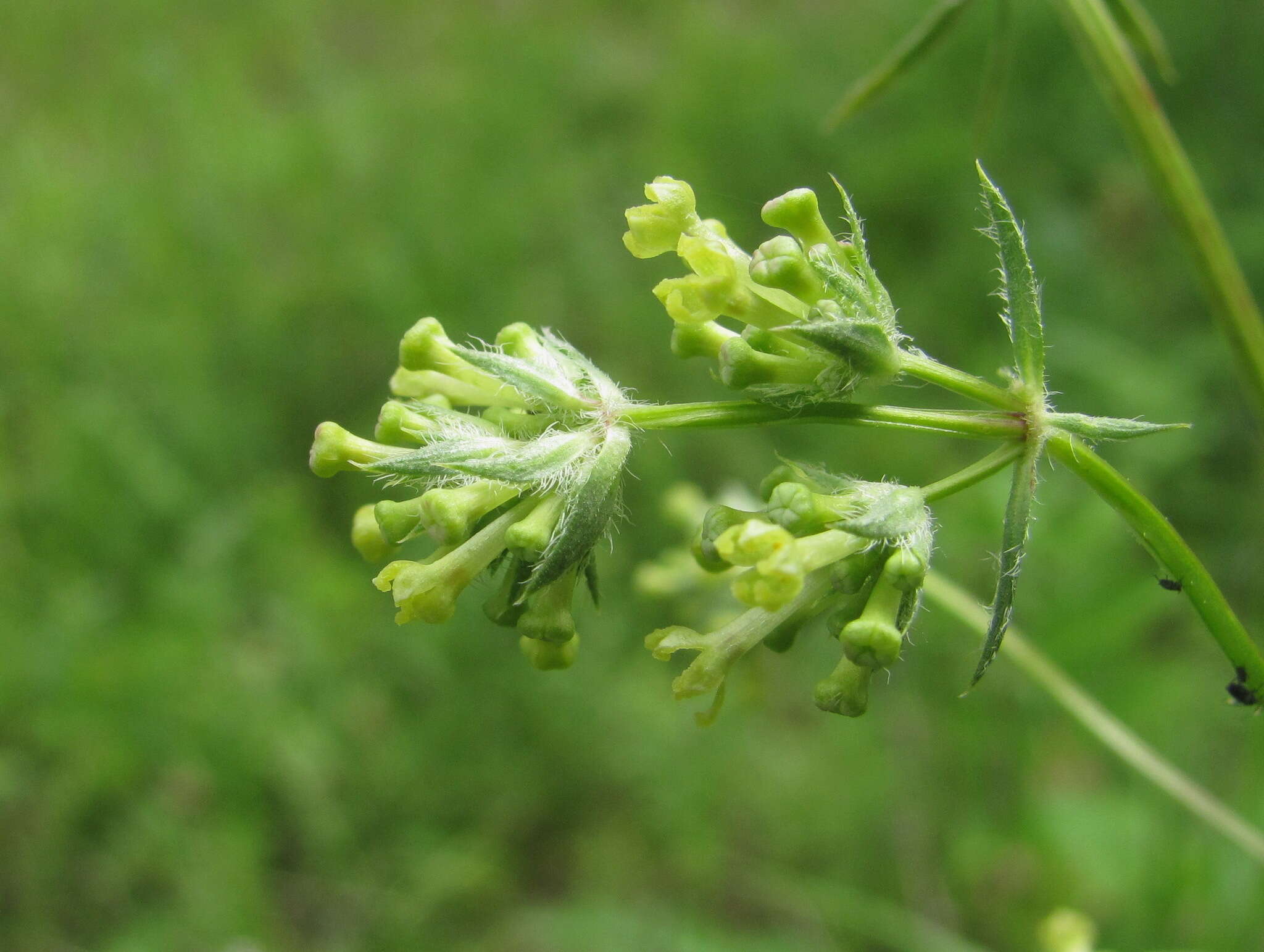 Image of Asperula molluginoides (M. Bieb.) Rchb.