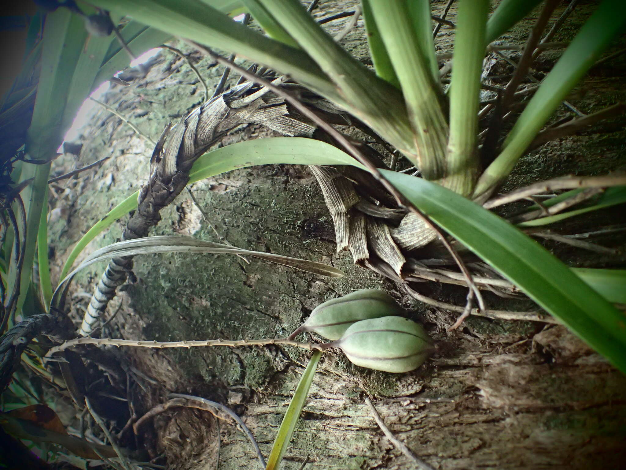 Image of Snake orchid