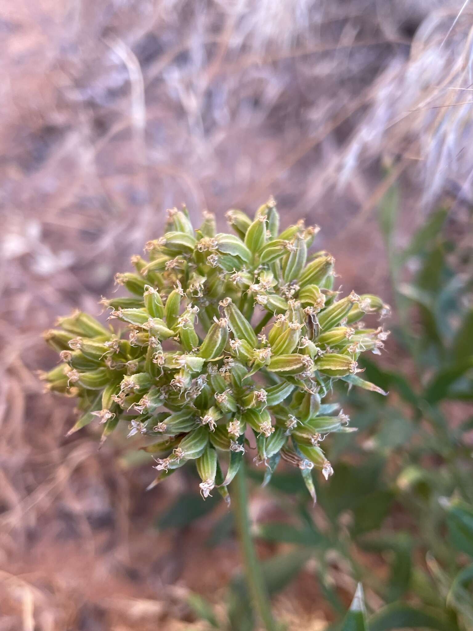 Image of Canyonlands biscuitroot