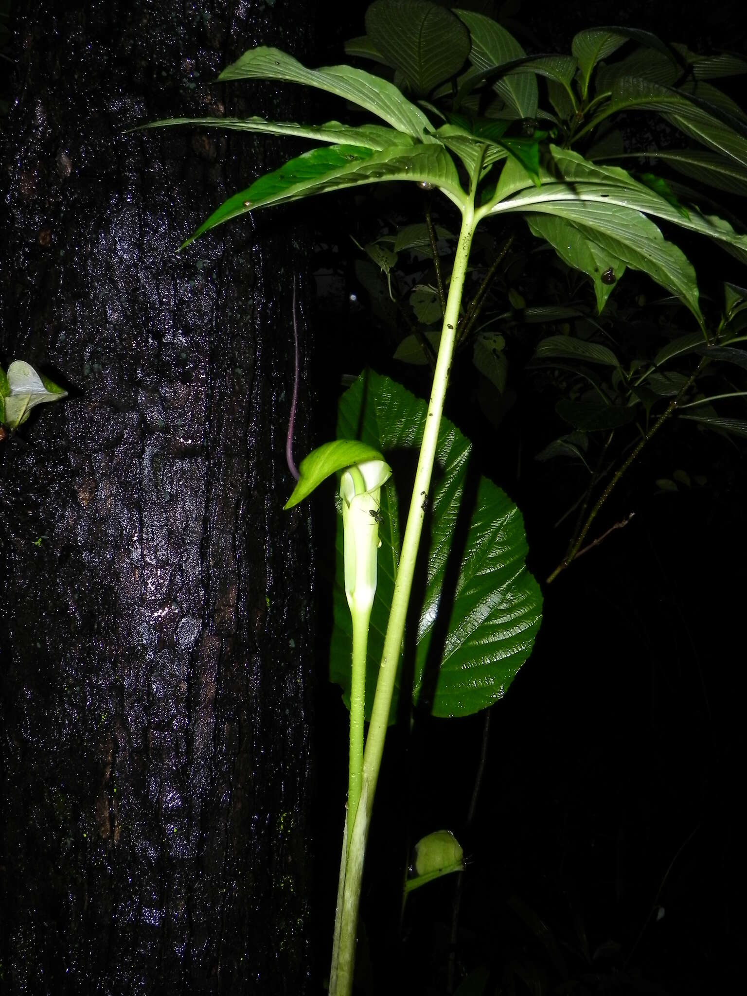 Image of arisaema