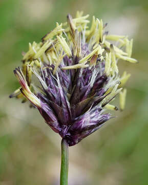 Image of blue moor grass