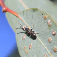 Image of Eucalyptus gall wasp