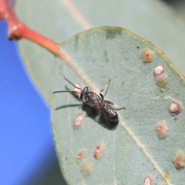 Image of Eucalyptus gall wasp