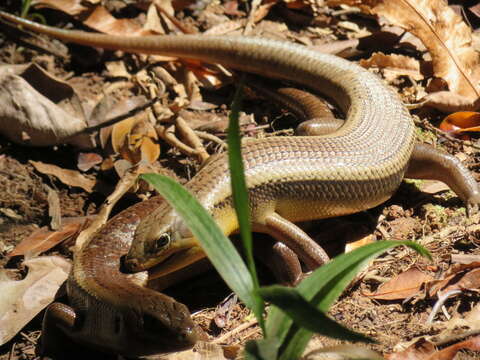 Image of Major Skink