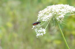 Image of Poison Ivy Sawfly