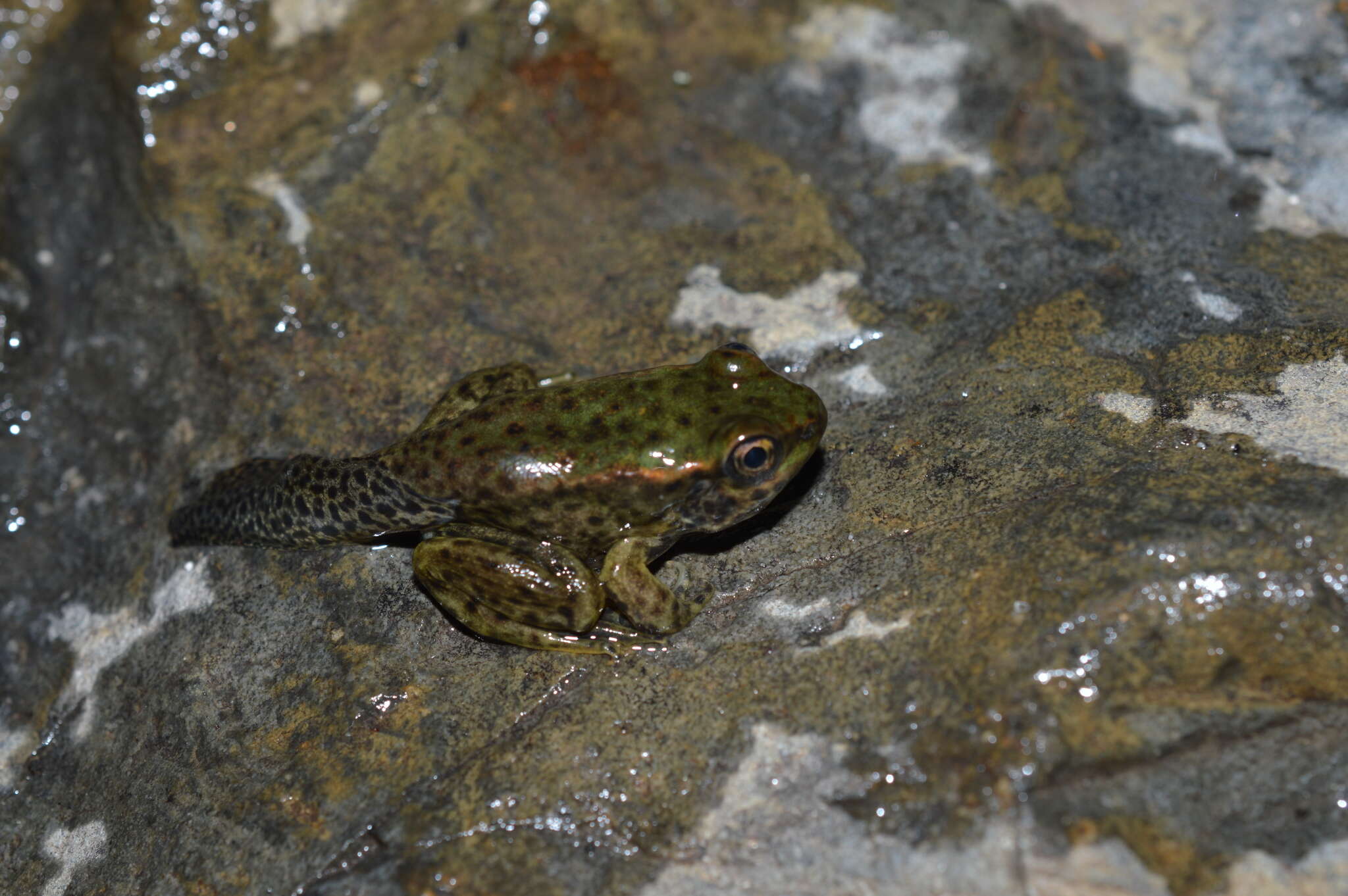 Image of Lithobates bwana (Hillis & de Sá 1988)