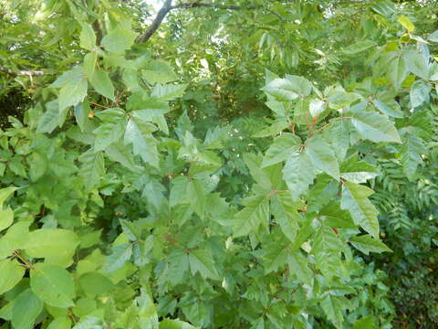 Image of eastern poison ivy