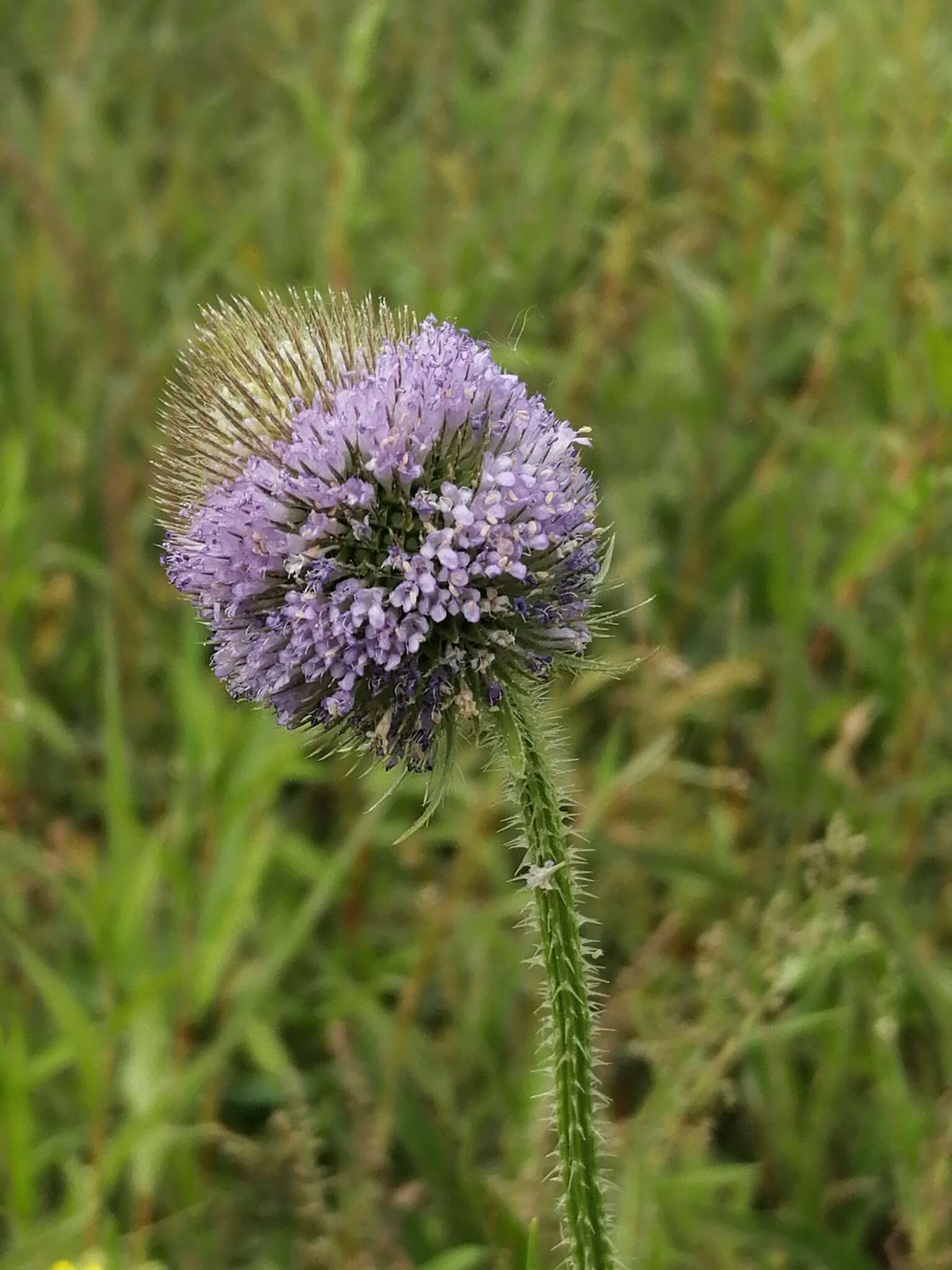 Image of Dipsacus gmelinii Bieb.