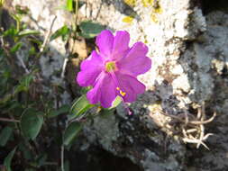 Image of Mirabilis viscosa Cav.