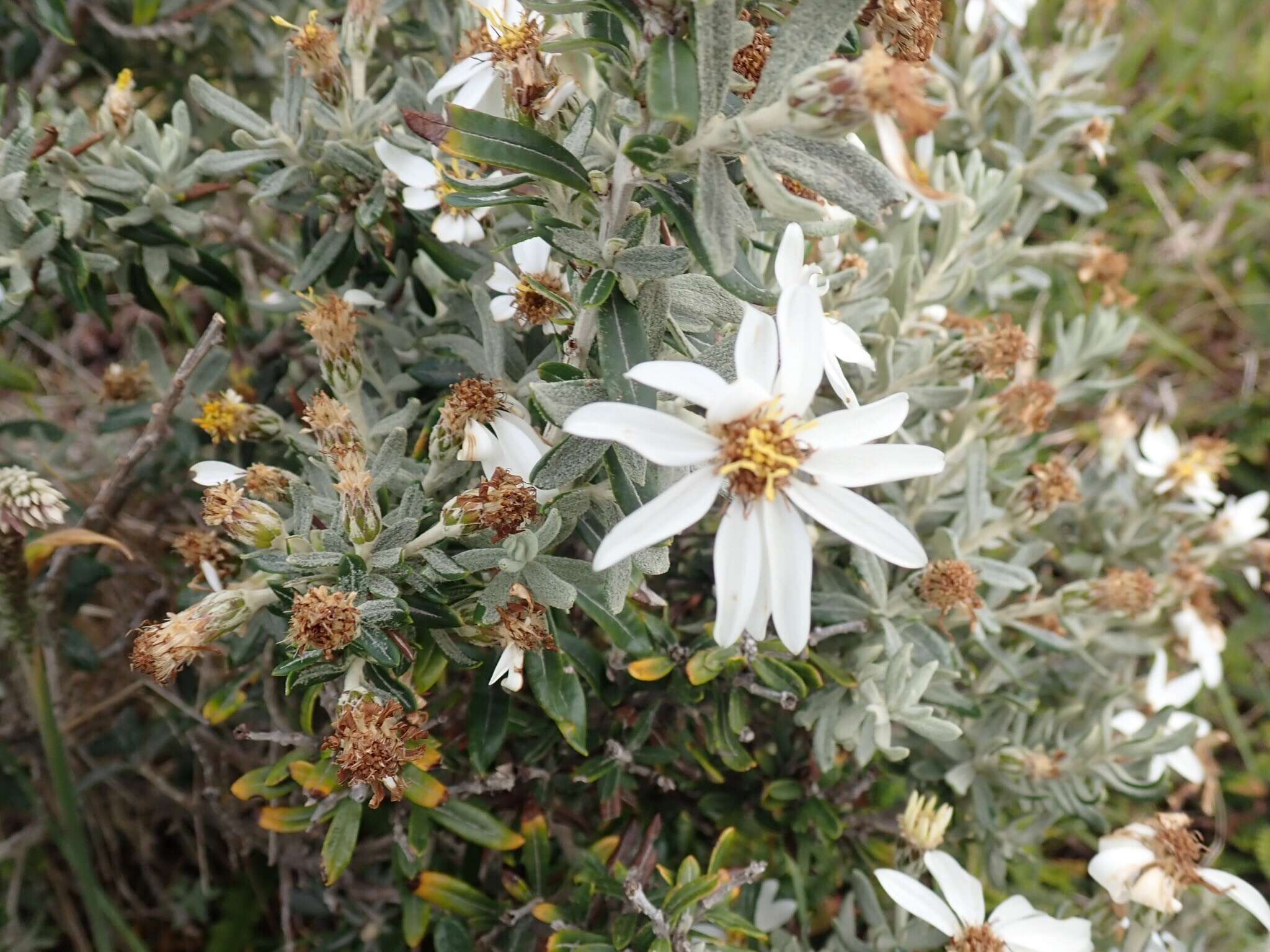 Image of Chiliotrichum