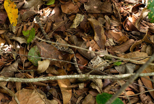 Image of Bothrops pauloensis Amaral 1925