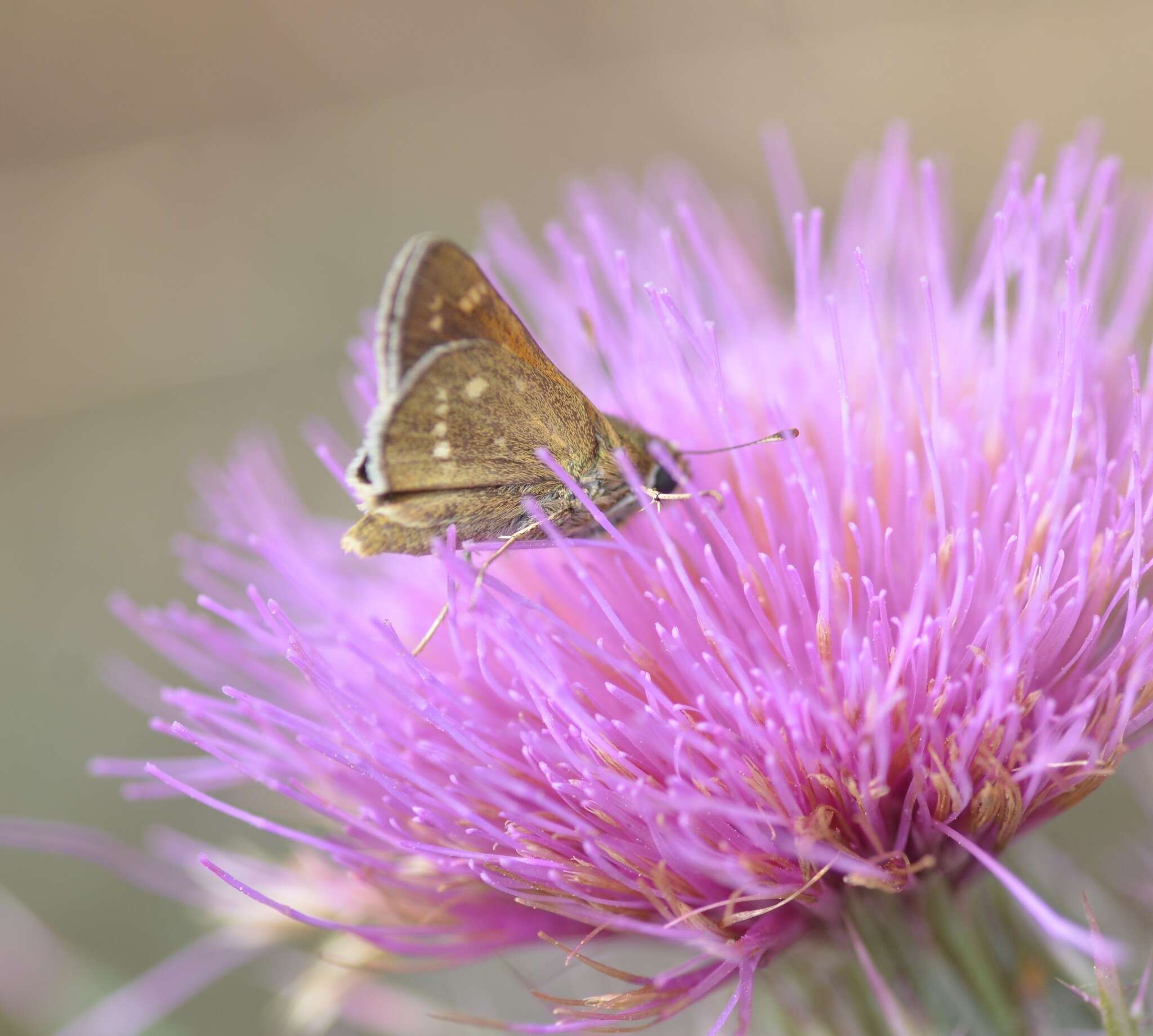 Image of Dotted Skipper