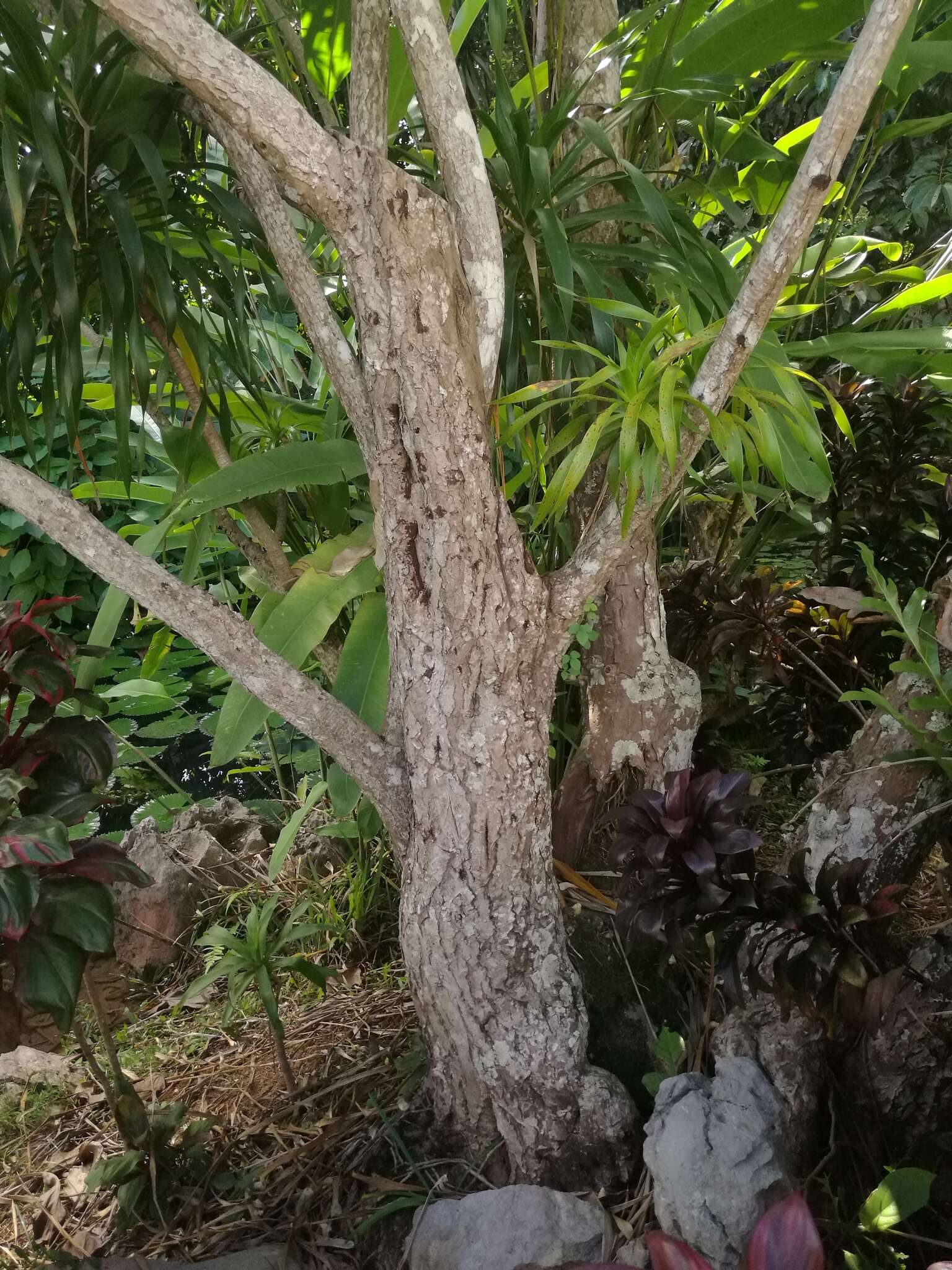 Image of Dracaena cambodiana Pierre ex Gagnep.