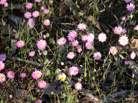 Image of Rhodanthe manglesii Lindl.