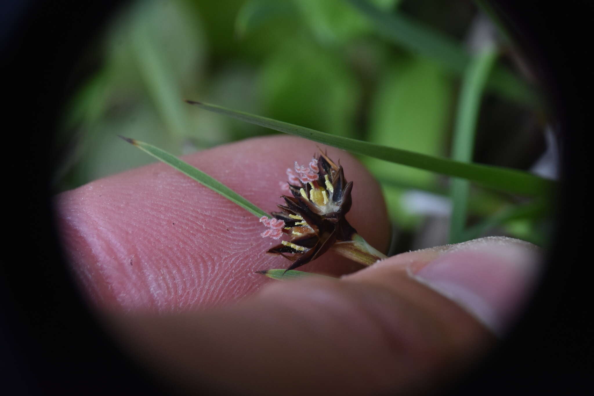 Image of Sickle-Leaf Rush