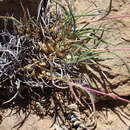 Image of South African oatgrass