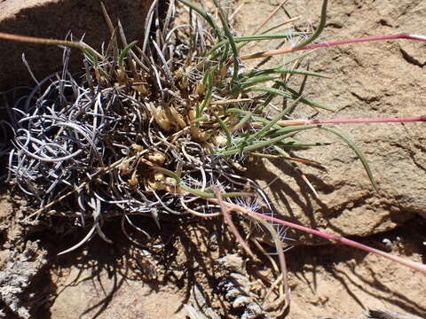 Imagem de Tribolium purpureum (L. fil.) Verboom & H. P. Linder