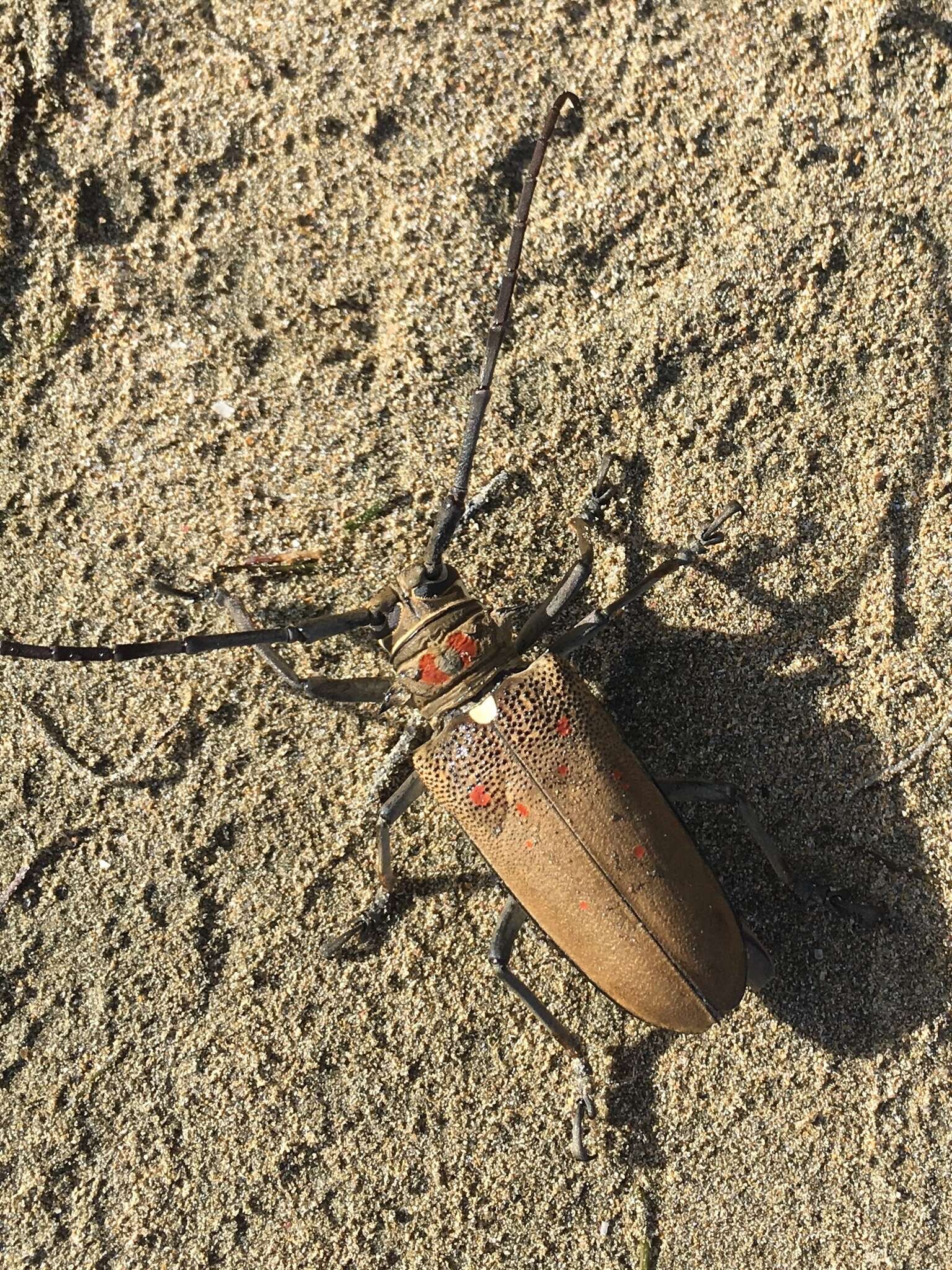 Image of Batocera rufomaculata (Degeer 1775)