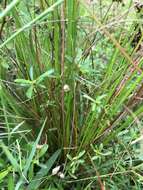 صورة Juncus capensis Thunb.