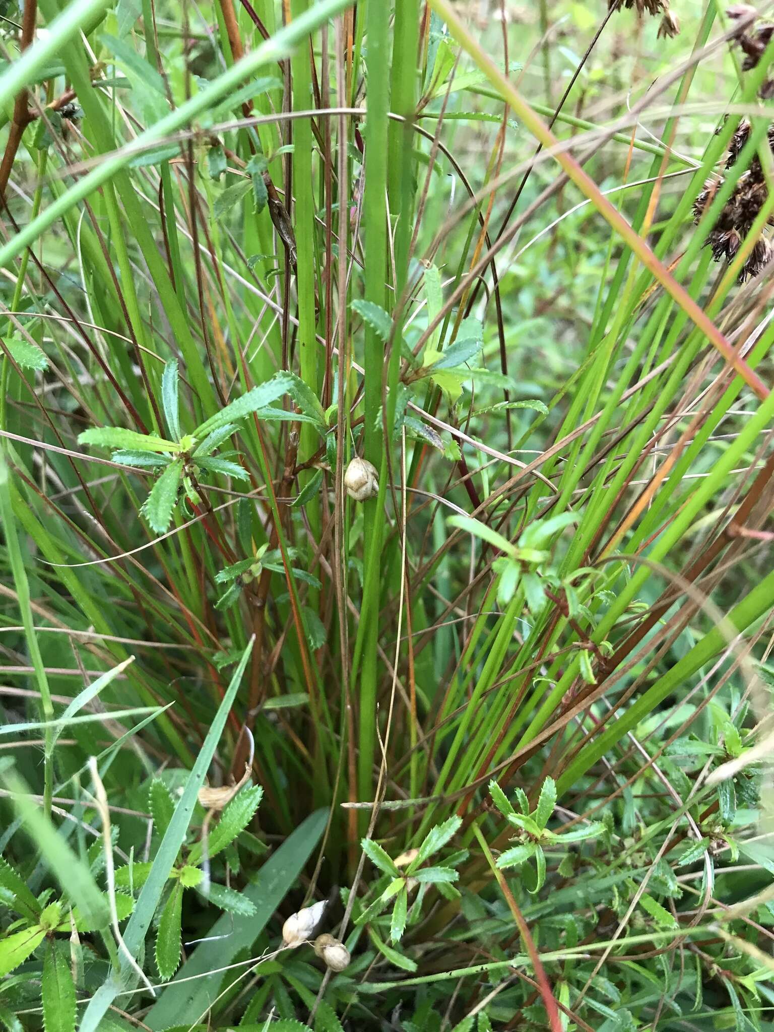 صورة Juncus capensis Thunb.