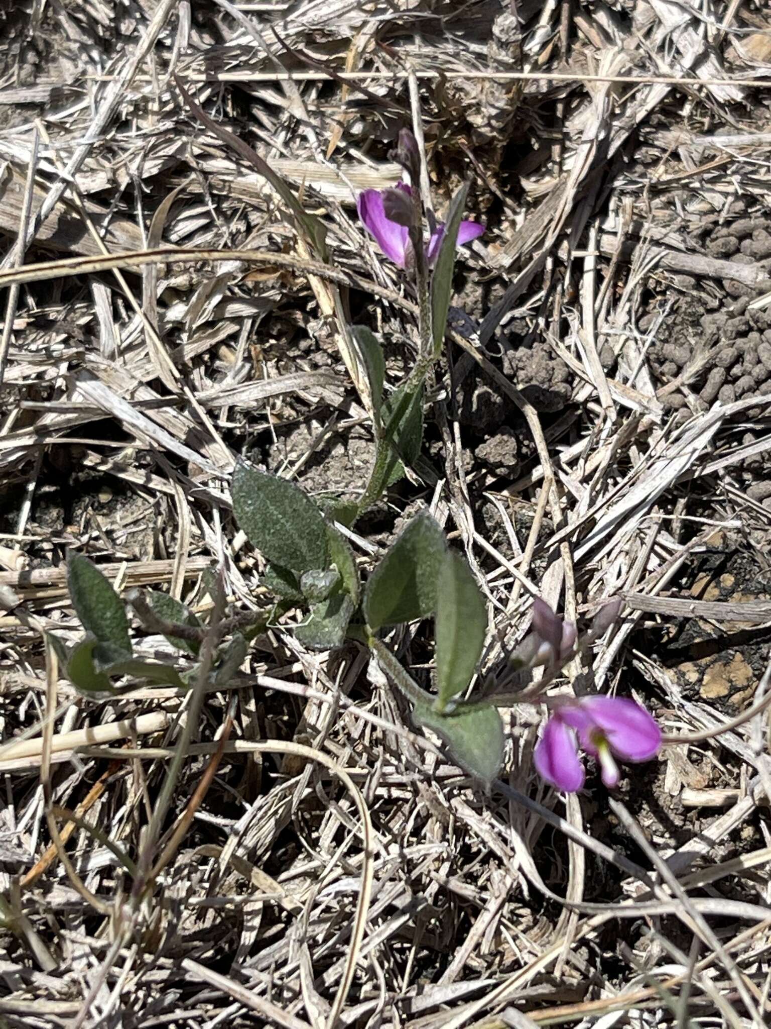 Image of shining milkwort