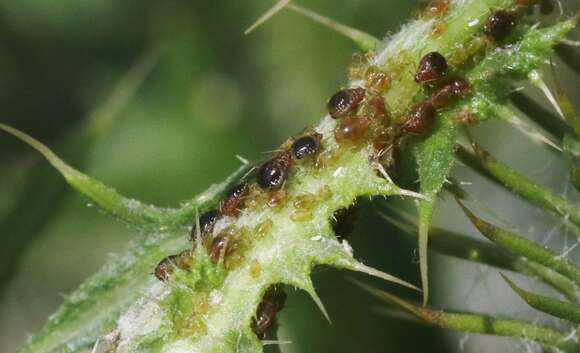 Слика од Brachycaudus (Prunaphis) cardui (Linnaeus 1758)