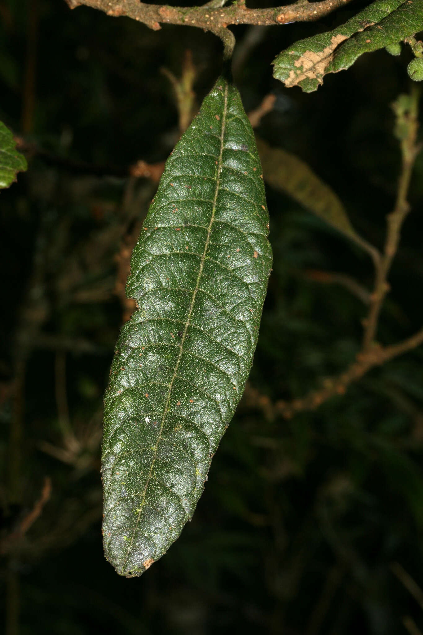 Image of Morella pubescens (Humb. & Bonpl. ex Willd.) Wilbur