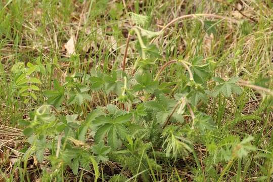 Image of Potentilla chrysantha Trev.