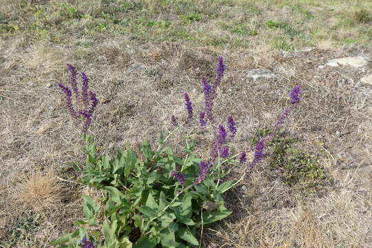 Imagem de Salvia nemorosa L.